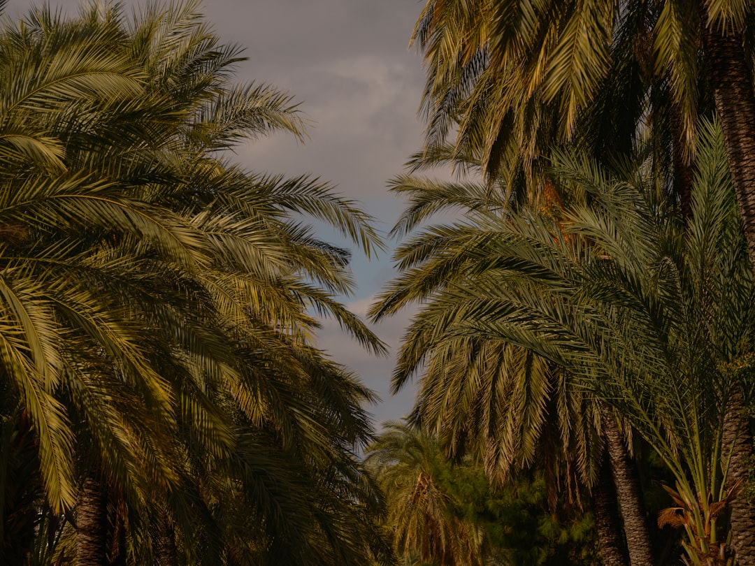 beautiful palm trees in the nature