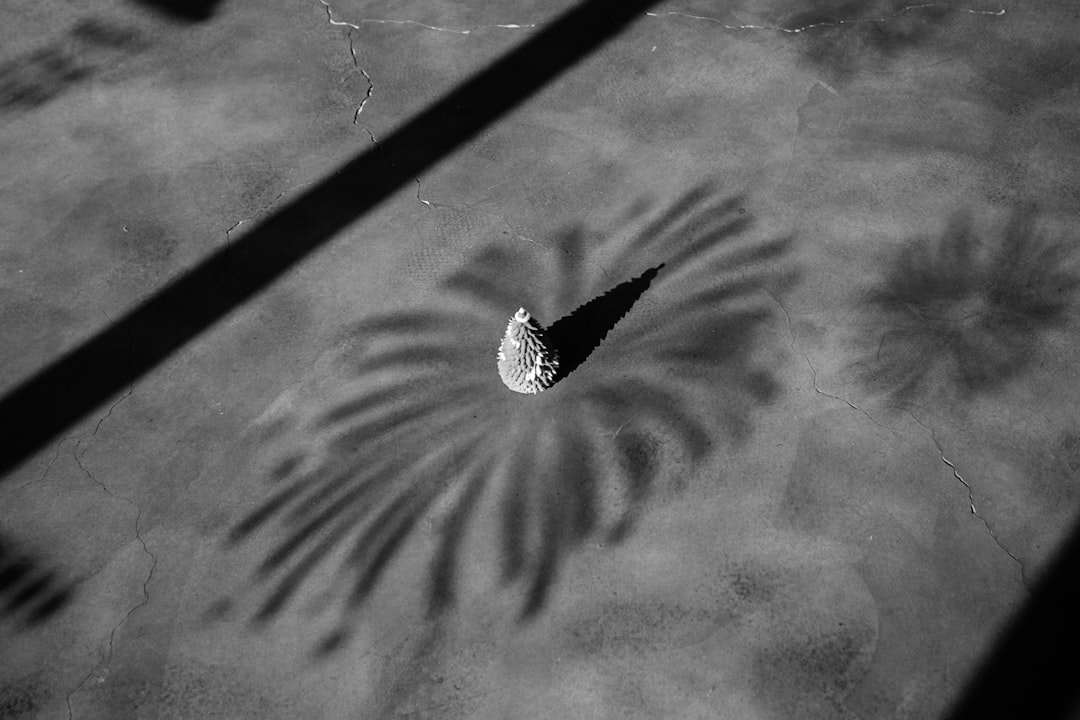 a black and white photo of a palm tree