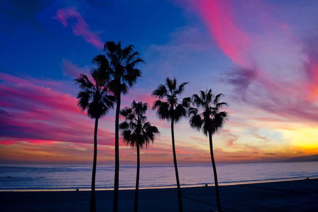 Palm trees with a colorful sunset.