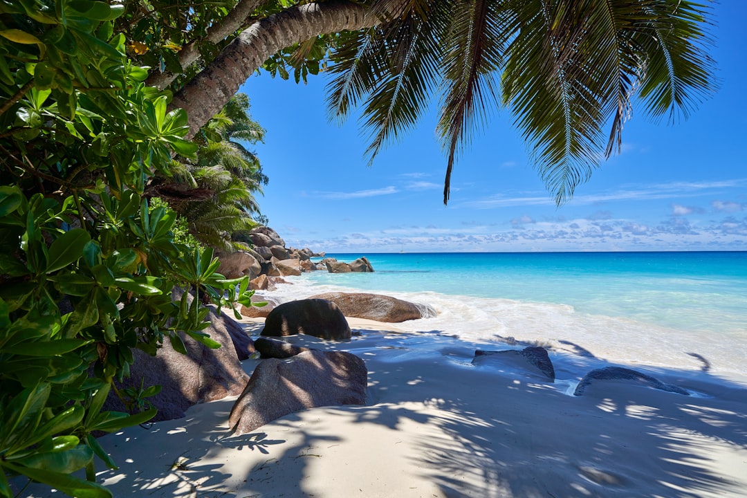 Dappled shade of a palm tree on a tropcial beach