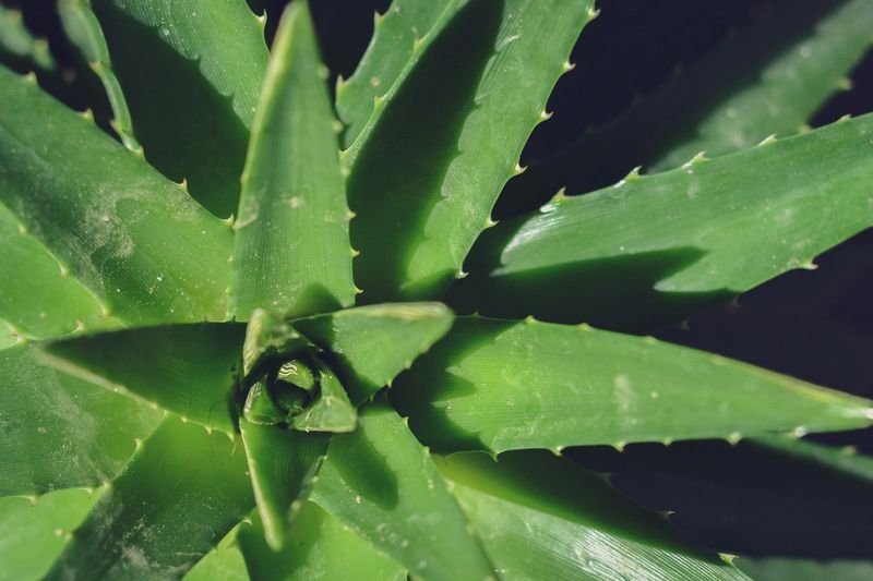 Aloe vera plant used to soothe chlorine rash and skin irritation