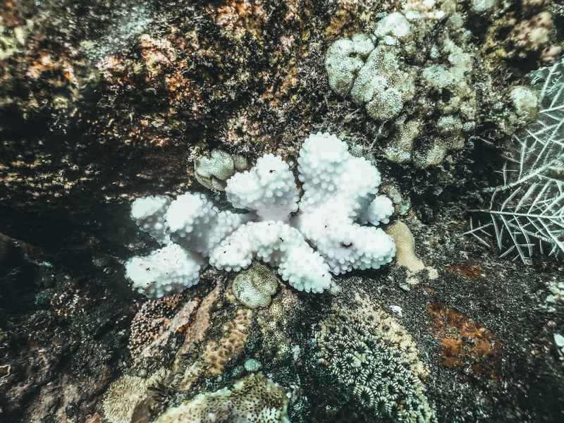 bleached white coral showing damage linked to oxybenzone and octinoxate sunscreen