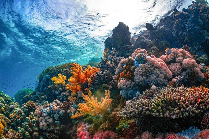 healthy coral reef underwater unaffected by reef safe sunscreen chemicals